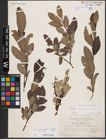 Foto von Salix appendiculata Vill. x Salix helvetica Vill.